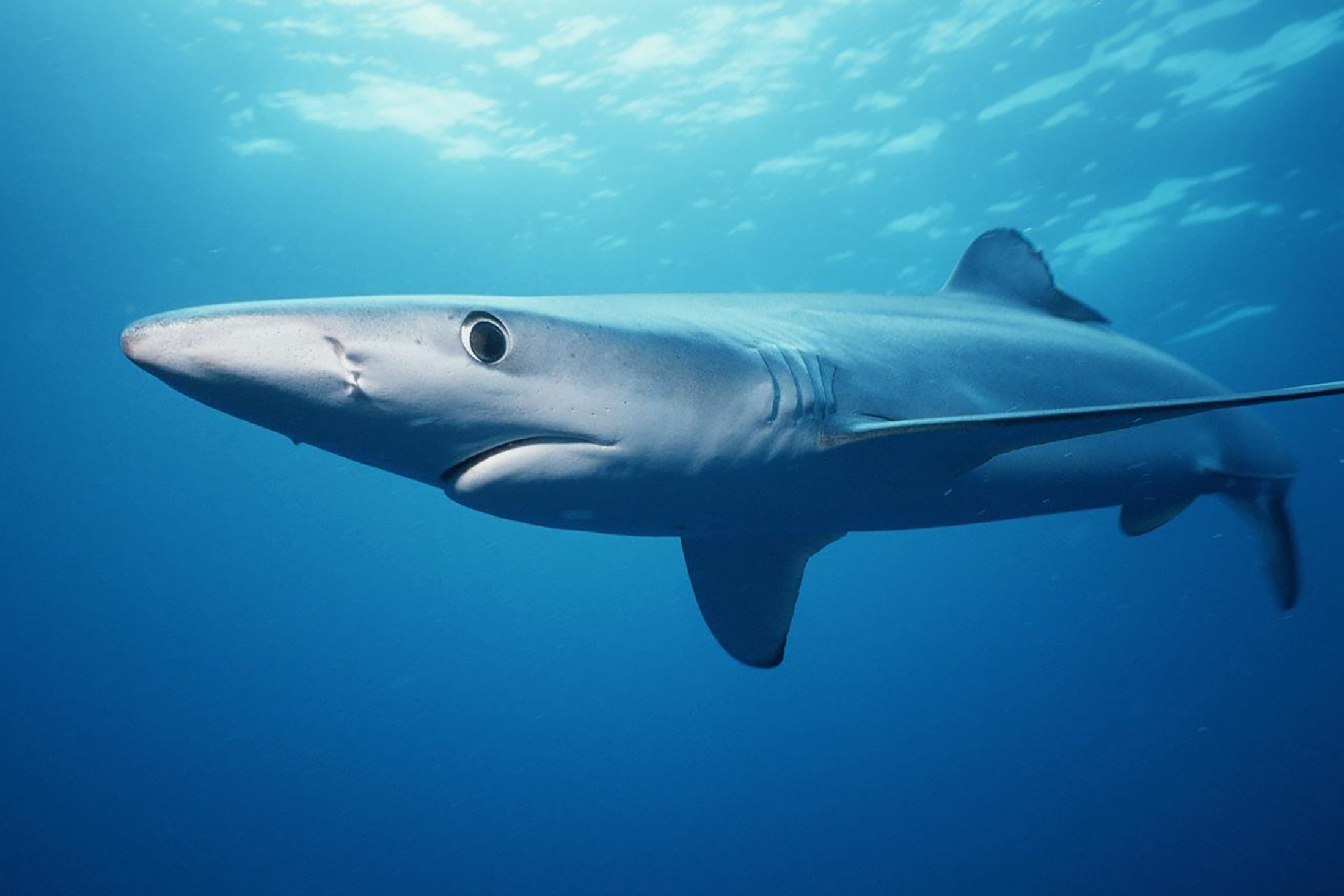 Regulations are tighter, but shark fishing is still alive, News