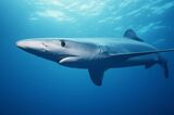 This Technology Shocks Sharks to Save Them