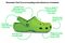 crocs3-04