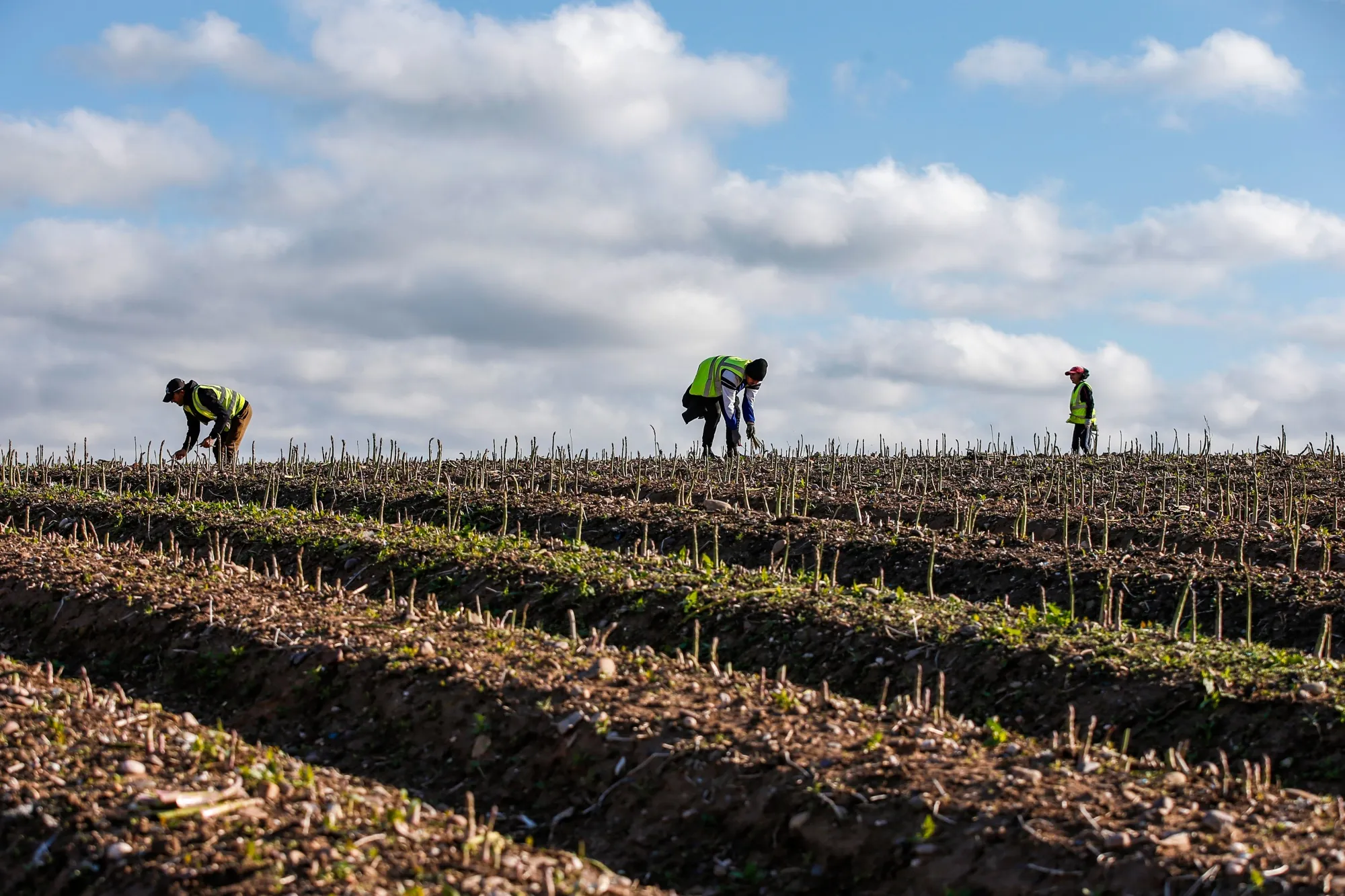 Seasonal foreign farm workers harvest asparagus at a farm in Hurcott, U.K.