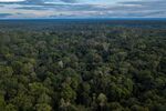 Amazon rainforest, Brazil. 