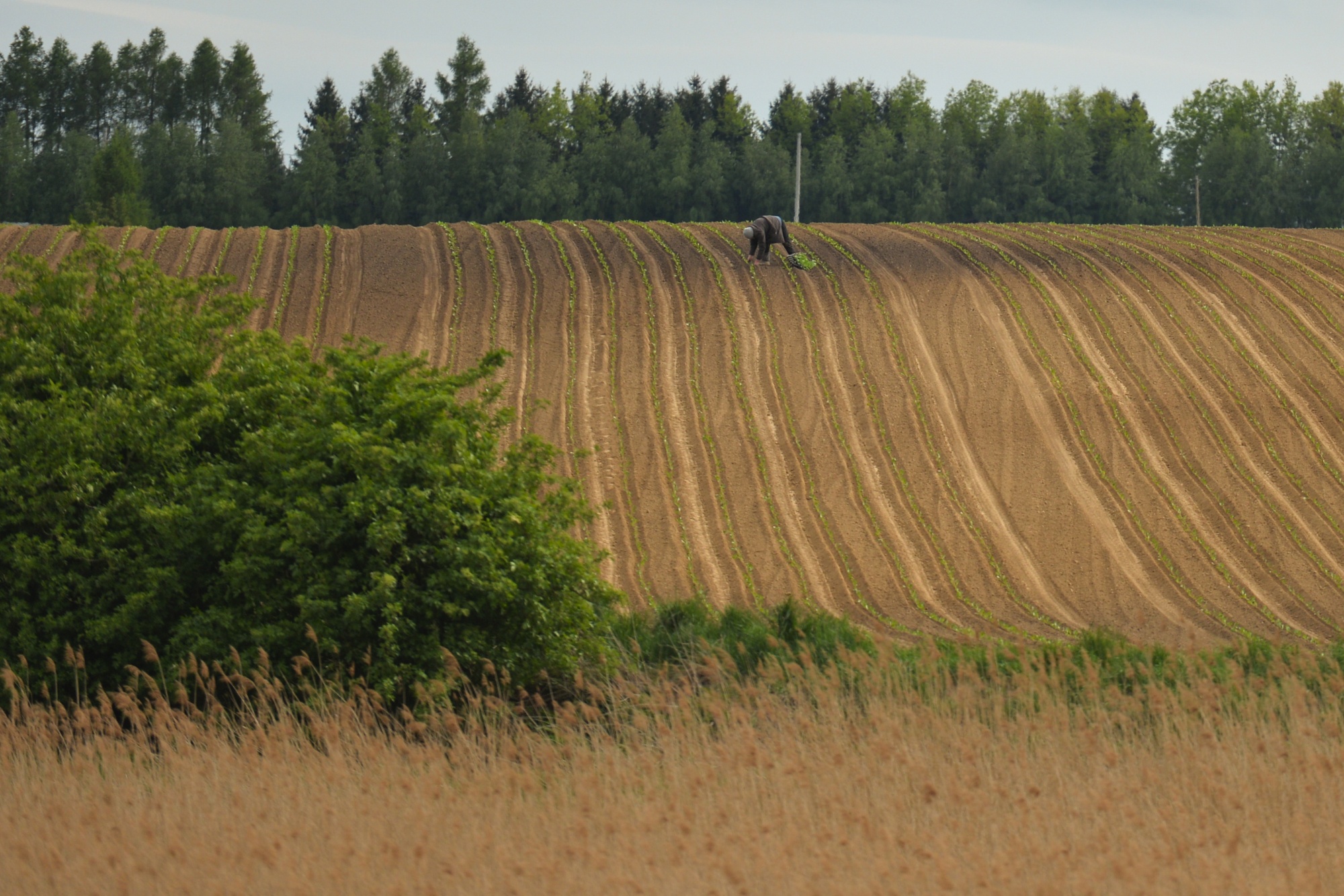 A farmer sows a field near Nowe Brzesko, Poland, May 13.