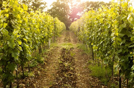 Bankers-Turned-Winemakers Are Transforming England Into Wine Country