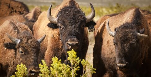 American Bison at Ladder Ranch, Sierra County, N.M.