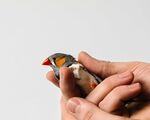 Boston University’s&nbsp;Tim Otchy holds one of his most important research subjects—a zebra finch.