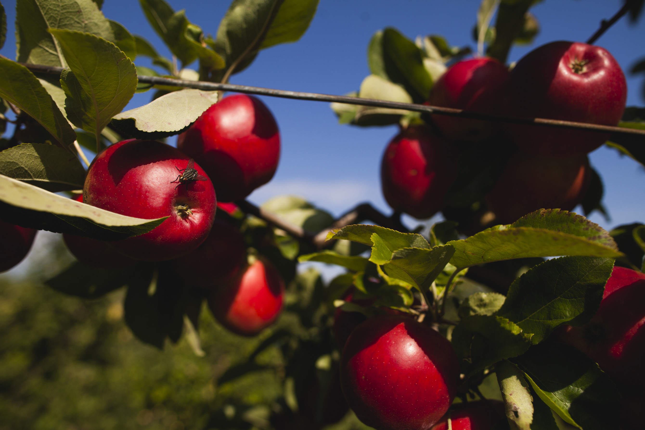 Importing Apple Trees Instead of Apples, Russia Secures Food