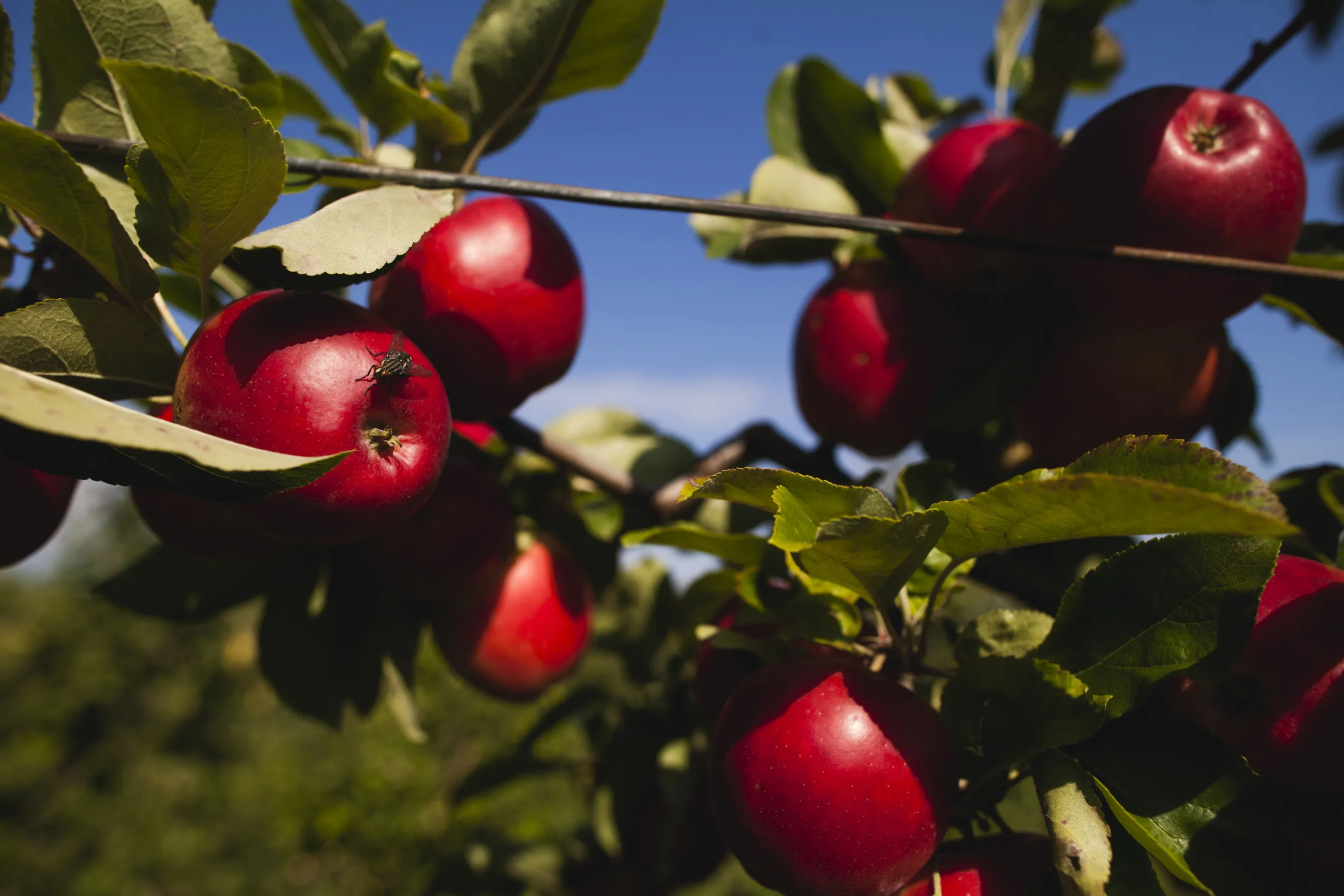 Apple Harvest As Russian Apple Ban Uproots Corporate Haven Status