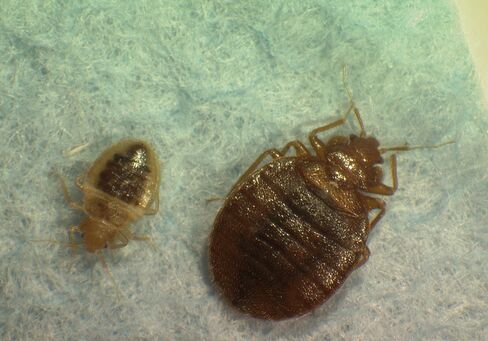 Bed Bugs Dying After Merck Drug Suggests Possible Control Tool