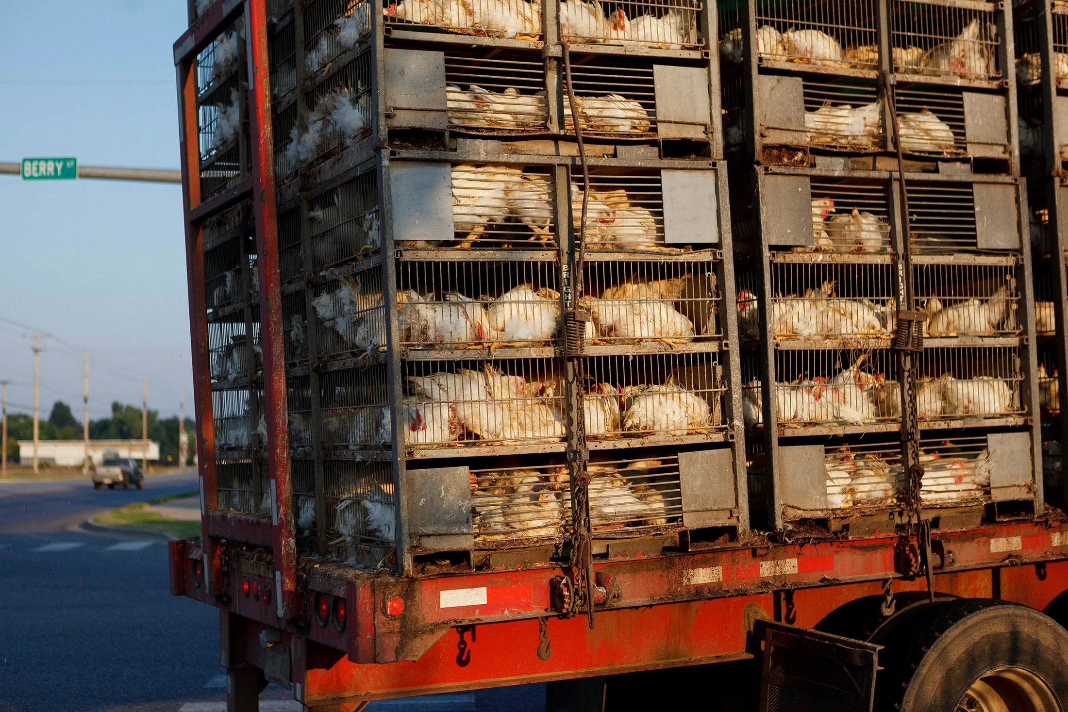 Chickens on a truck near a Tyson Foods plant in Springdale, Arkansas.
