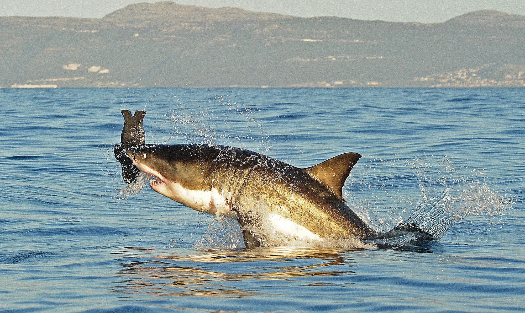 There has only been one confirmed sighting of a great white shark in False Bay in over two years.