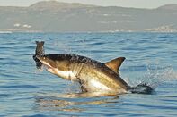 TO GO WITH AFP STORY, USA-SEA-ANIMALS-TO