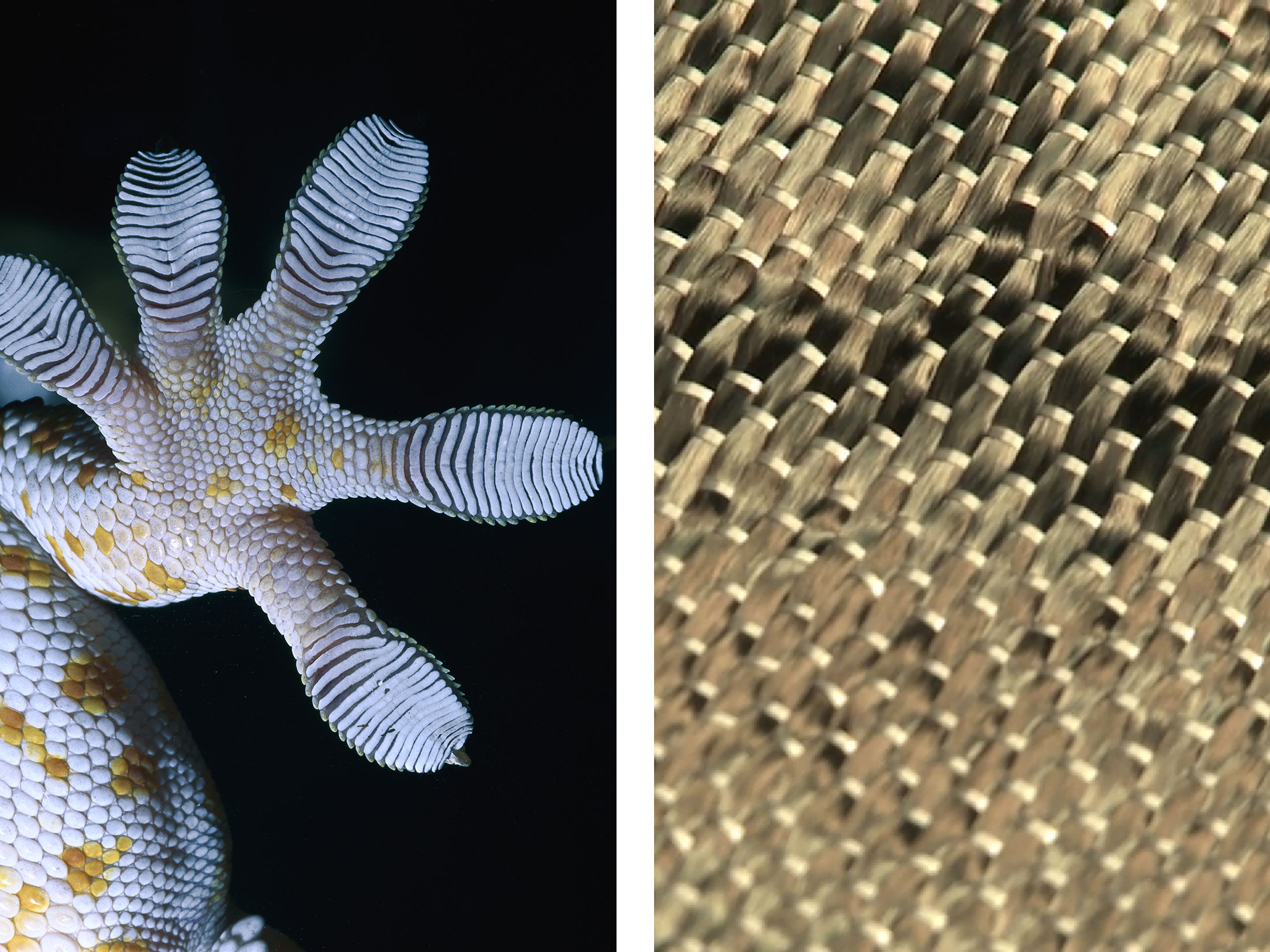 Thesis on biomimicry
