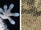 Gecko Feet Adhesives