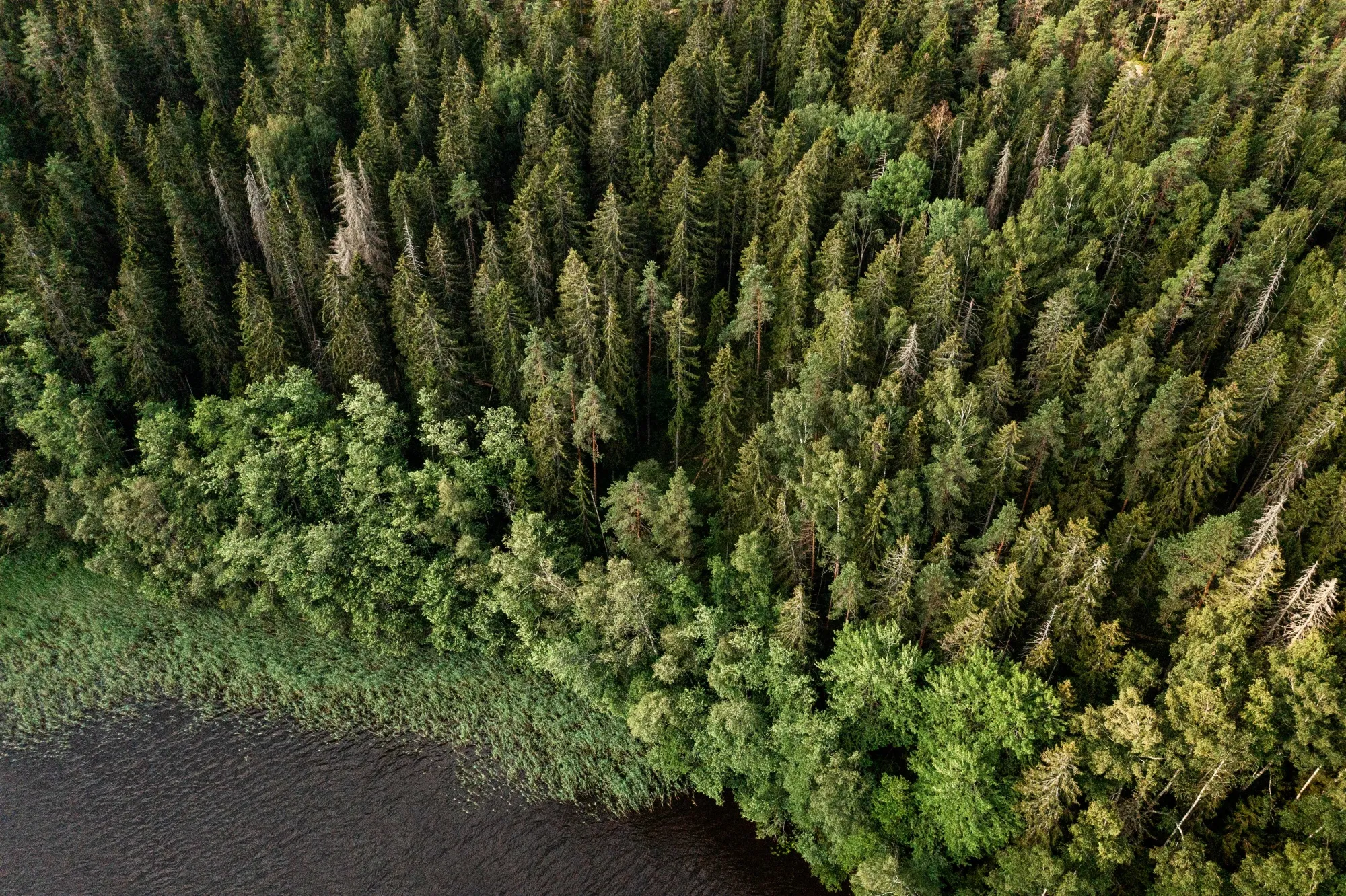 A section of forest in part of the Natura 2000 nature protection areas in Kirkkonummi, Finland.