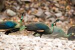 China’s endangered Green Peafowl. Friends of Nature