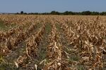 Corn crops that died due to extreme heat and drought during a heatwave in Austin.