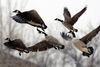 1502693778_canadian geese