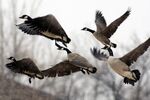 1502693778_canadian geese