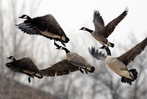 1502693778_canadian geese
