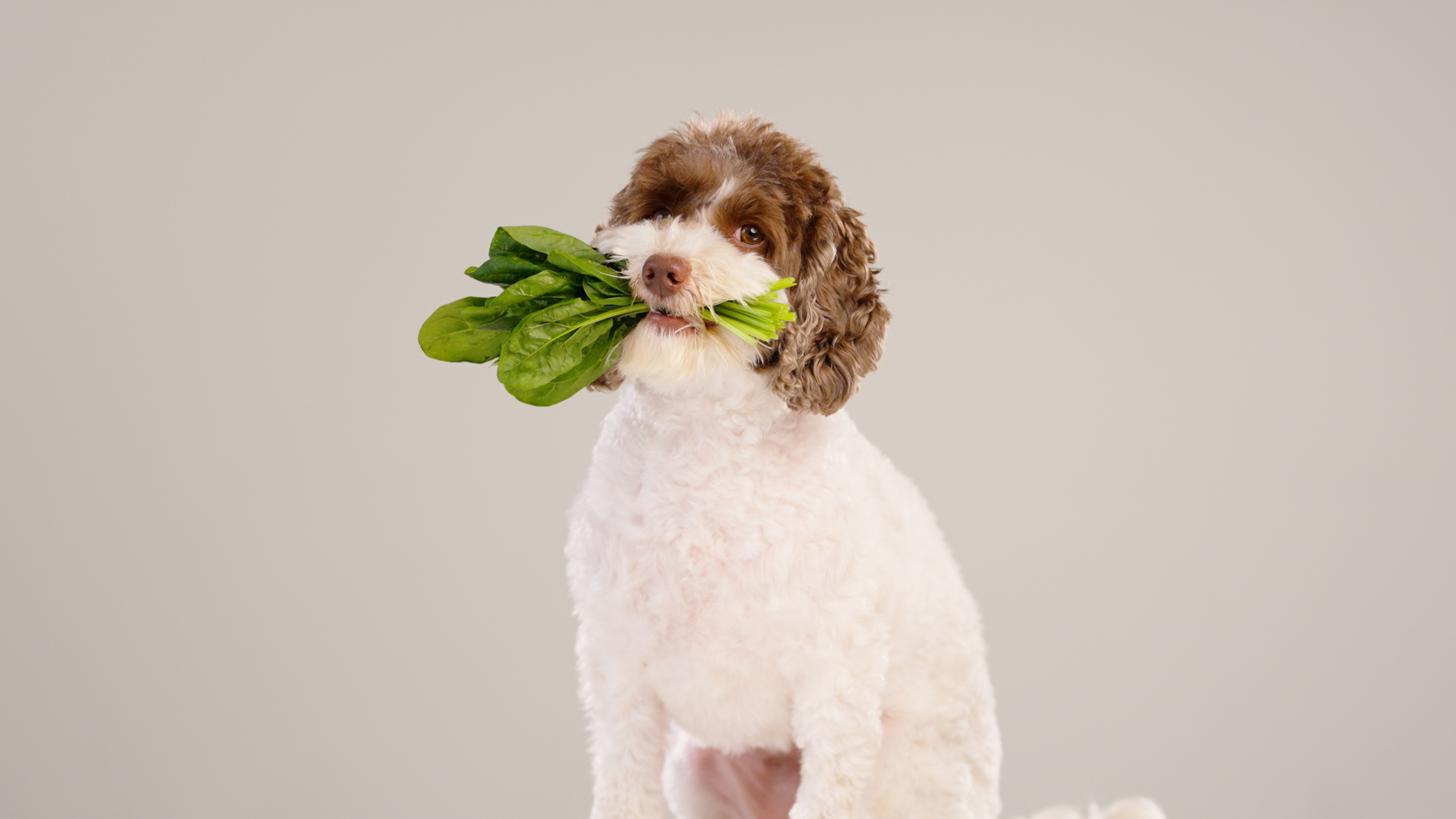 Plant-Based Pet Diets Are Gaining Traction - Bloomberg