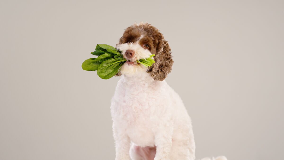 Would You Feed Your Dog a Plant-Based Diet?