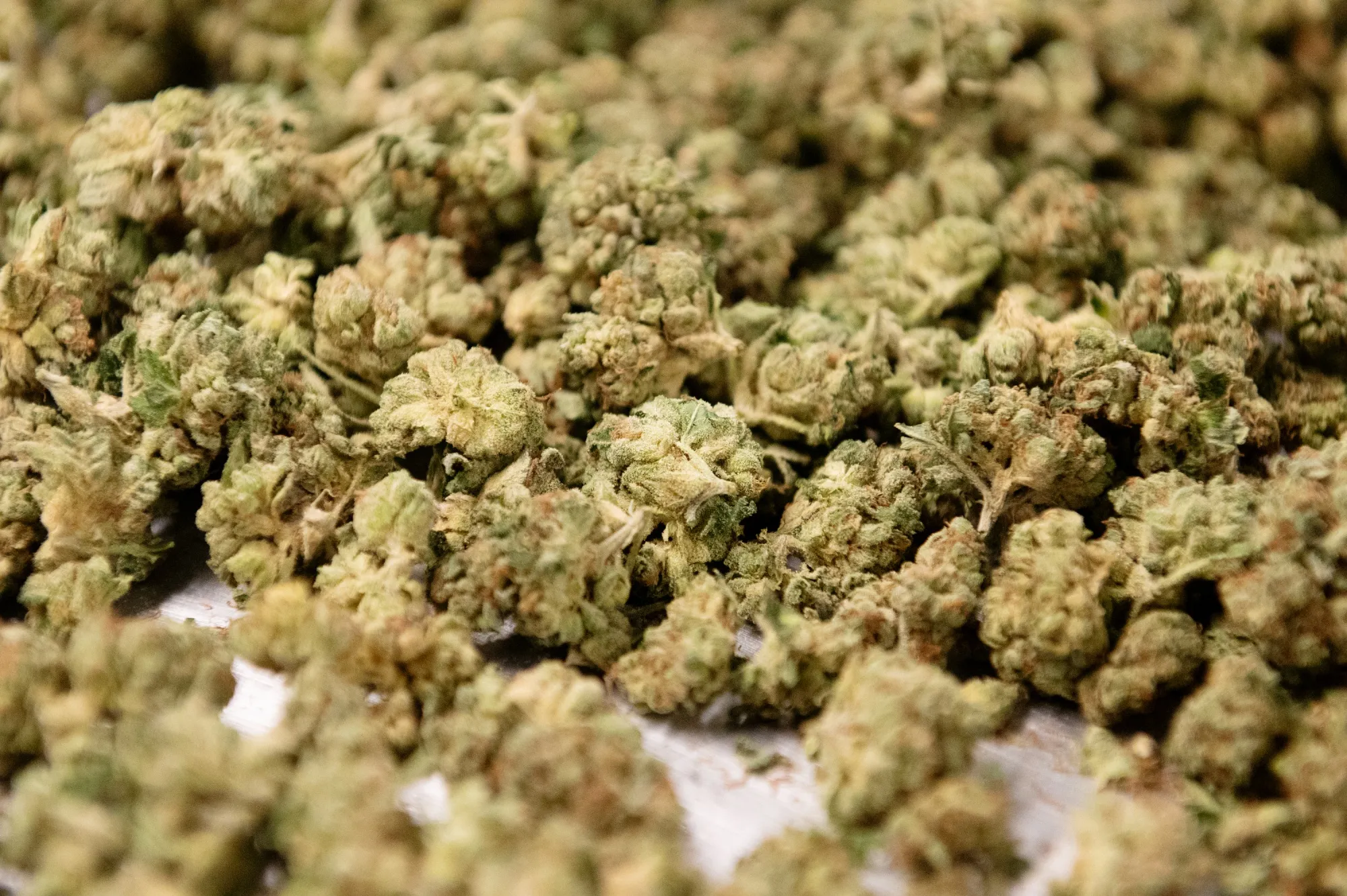 Inside The CannTrust Holdings Cannabis Production Facility Ahead Of Marijuana Legalization