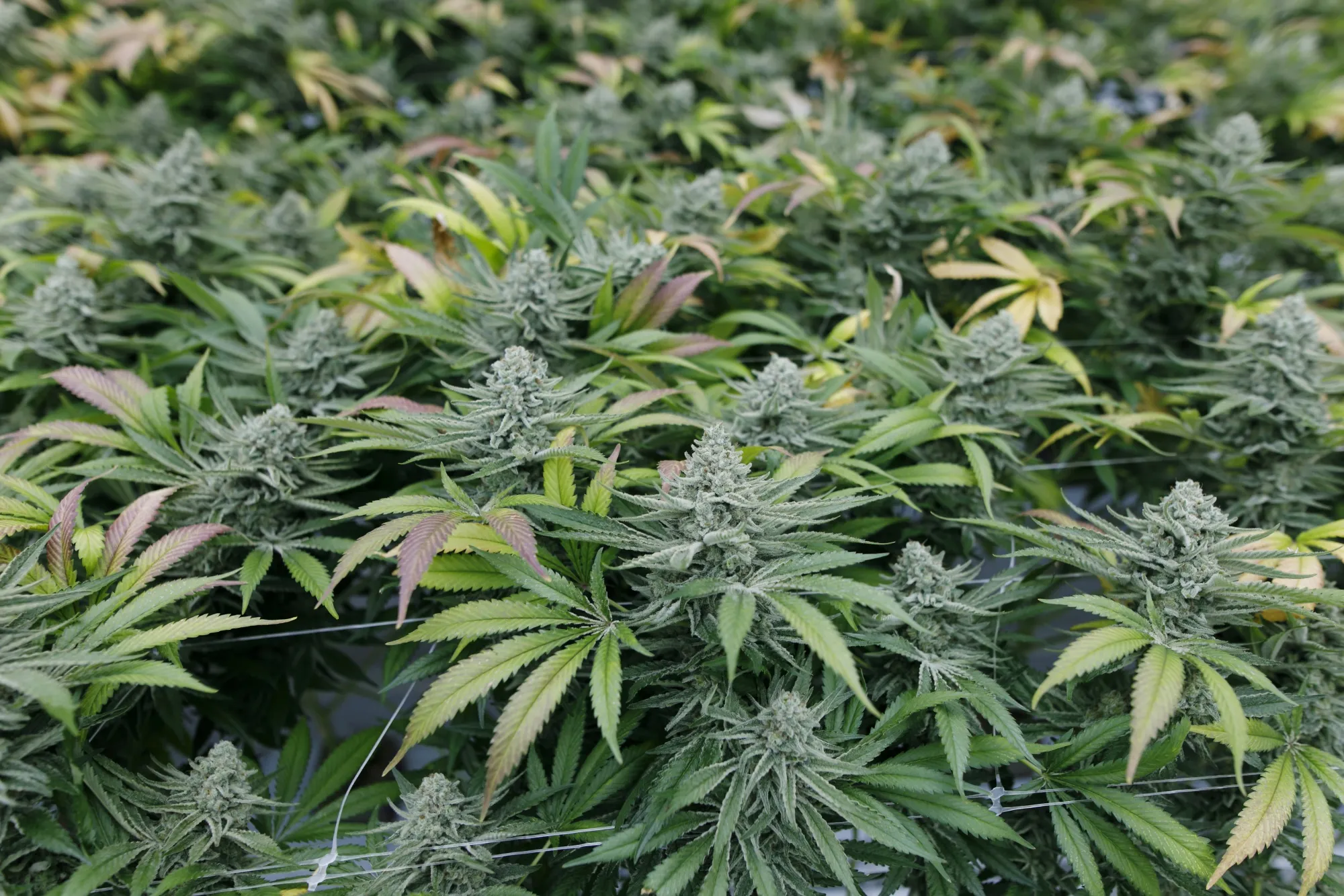 Pot Replaces Asparagus as Outdoor Growing Proliferates in Canada
