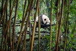 A panda at the Giant Panda National Park in Dujiangyan, Sichuan Province, China, on Oct. 18. 