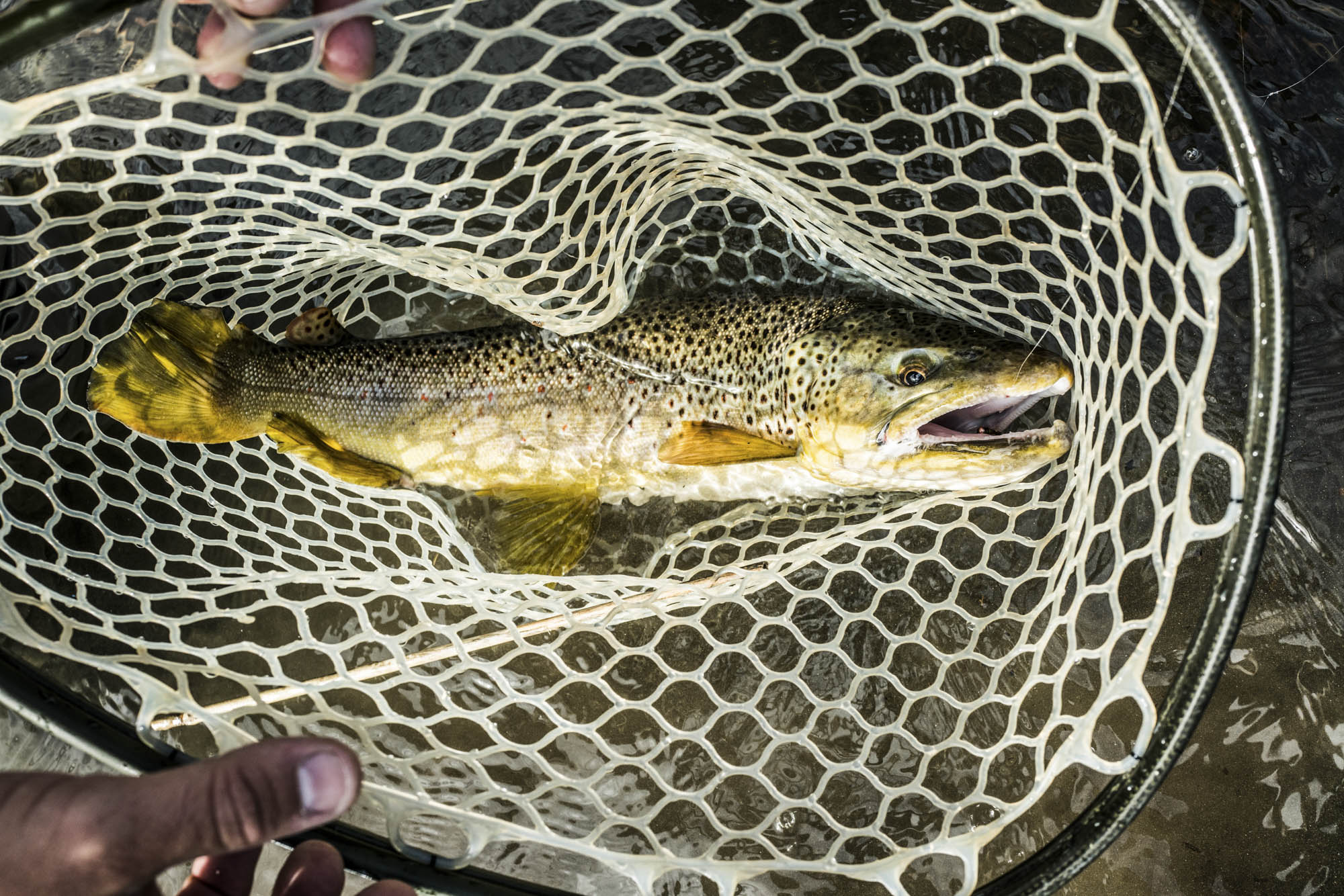 Orvis Helios 3 Review: One Fly Rod to Rule Them all - Bloomberg