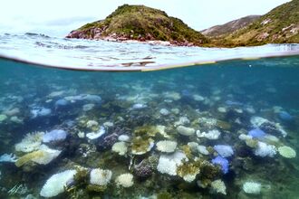 TOPSHOT-AUSTRALIA-ENVIRONMENT-REEF