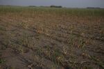 Stunted growth and dry, sandy soil on a drought stricken oat&nbsp;crop near Osler, Saskatchewan, Canada, in July,&nbsp;2021.