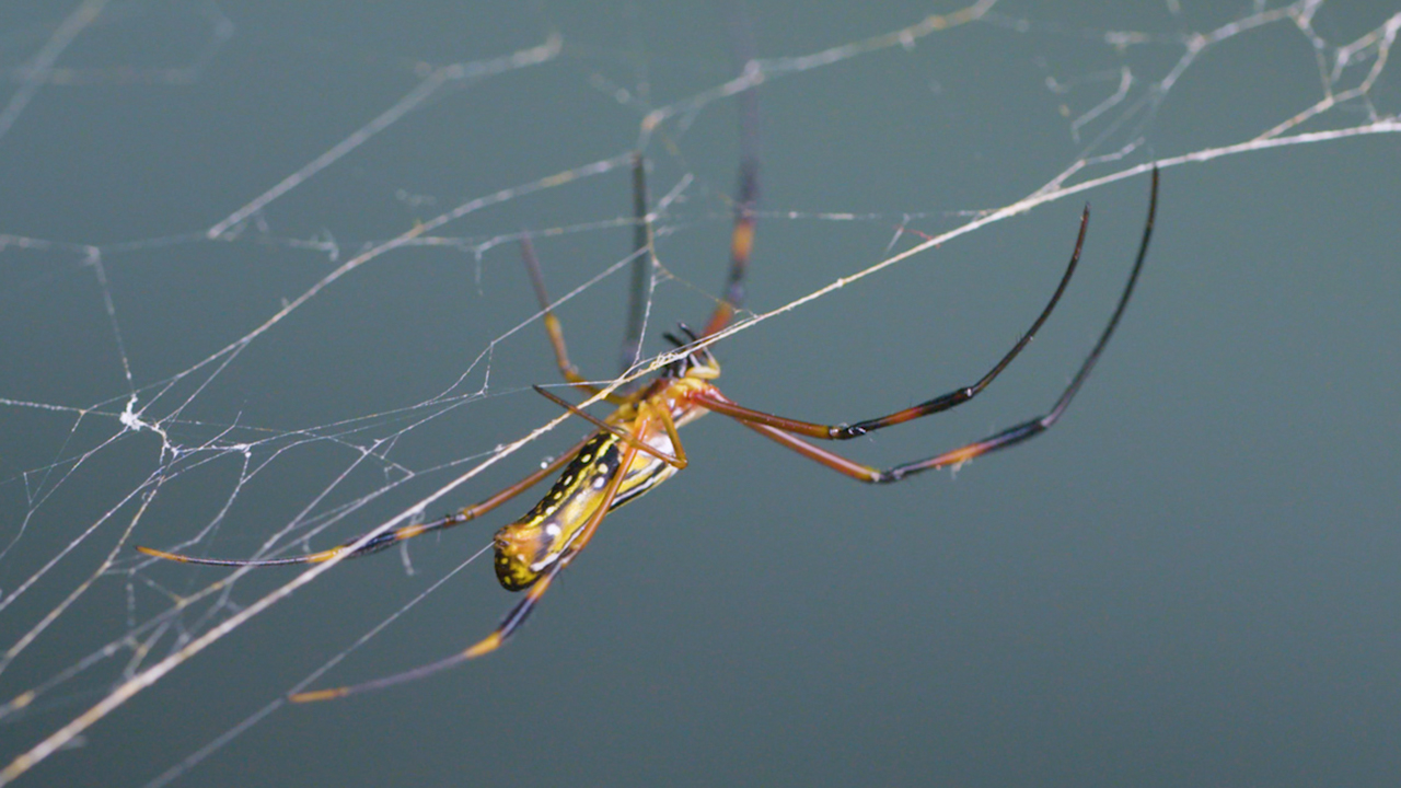 New protein found in strongest spider web material