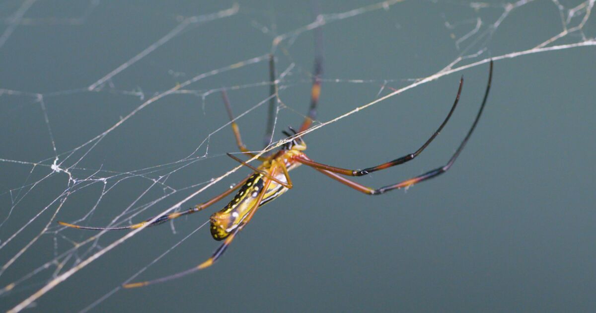 The Urban Environment Is Creating Super-Sized Spiders - Bloomberg