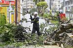 A worker tries to clear the sidewalk of a tree knocked down by winds from Typhoon Trami.