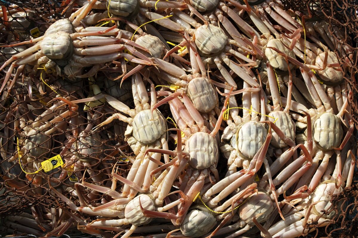 Warming seas helped cause Alaska's snow crab crash, scientists say