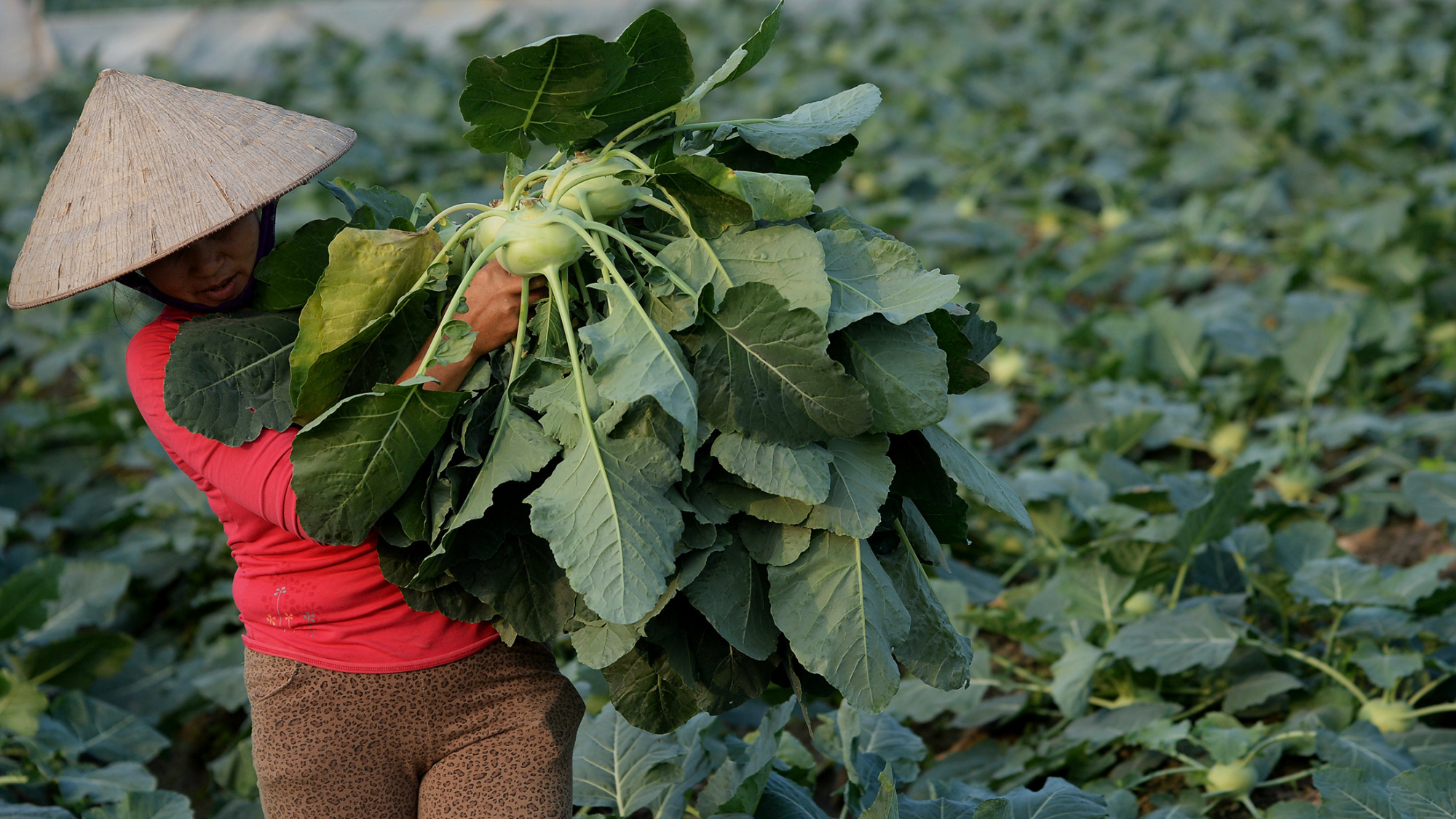 This picture taken on January 6, 2016 shows a farmer harvesting cabbage on a field on the outskirts of Hanoi. AFP PHOTO / HOANG DINH NAM / AFP / HOANG DINH NAM (Photo credit should read HOANG DINH NAM/AFP/Getty Images)
