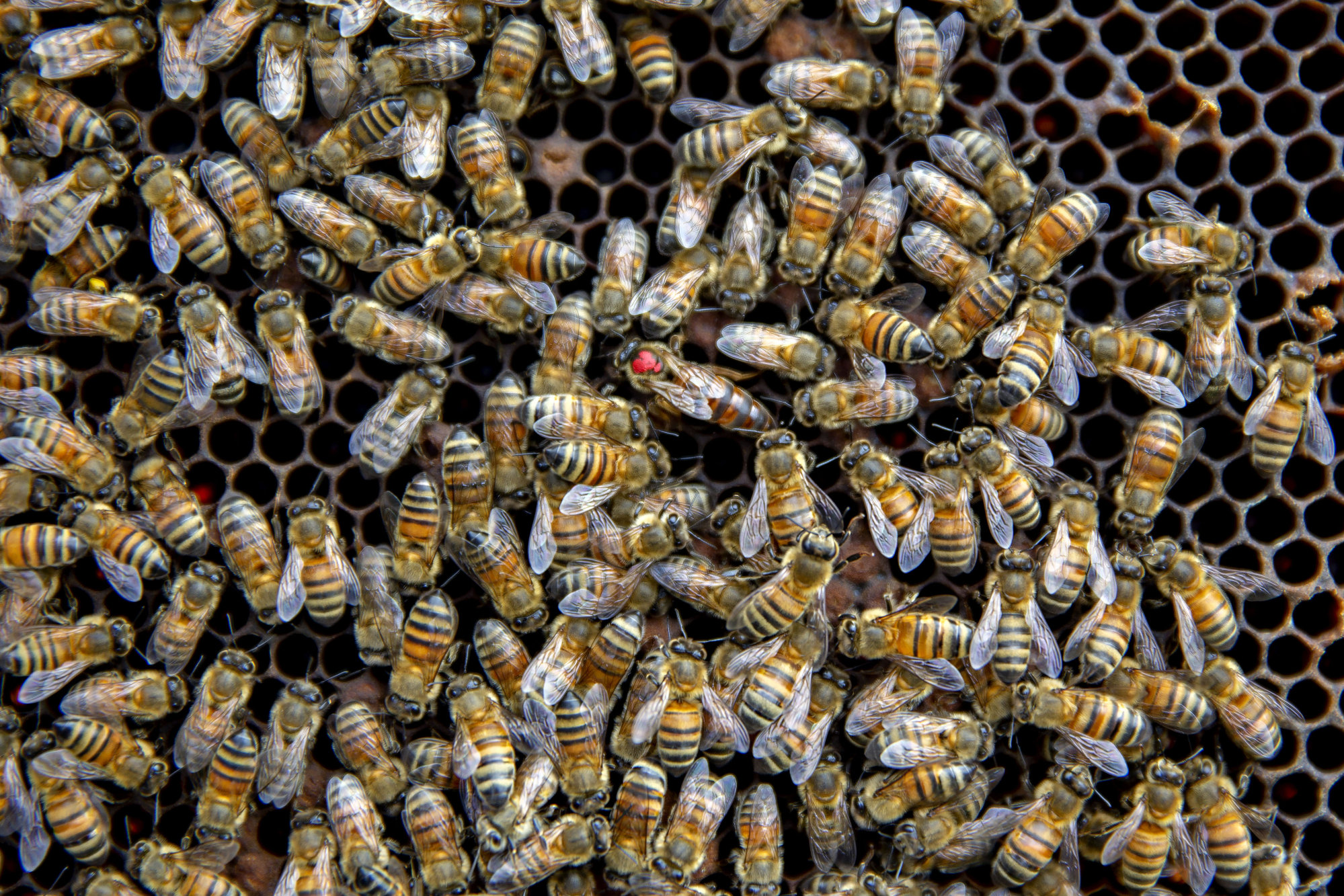 What is the Difference Between Italian and Russian honey bees? - Mountain  Sweet Honey