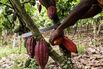 Cocoa Farming as Good Weather Boosts Harvest in Ivory Coast