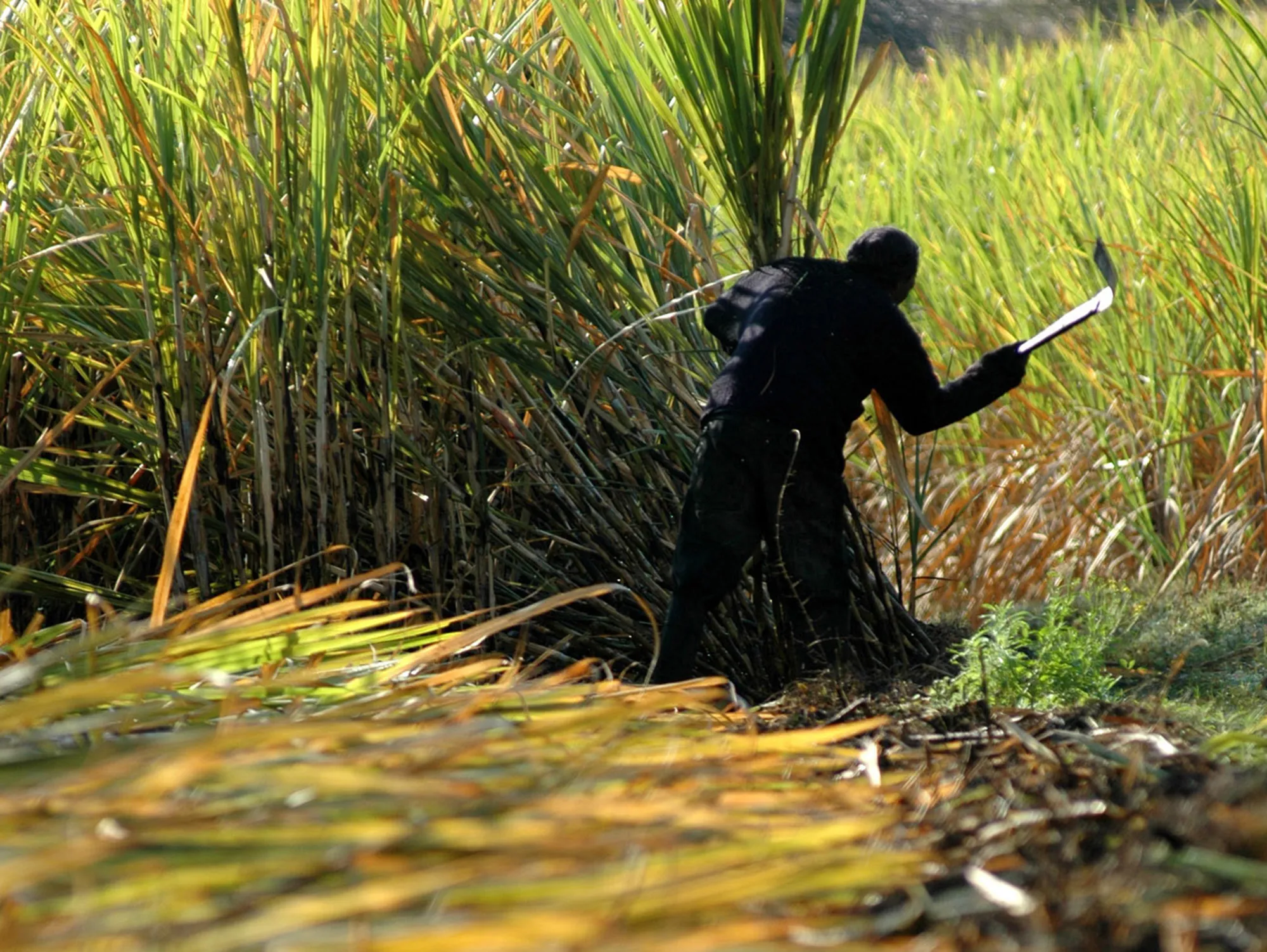 A farm worker cuts sugar cane.&nbsp;
