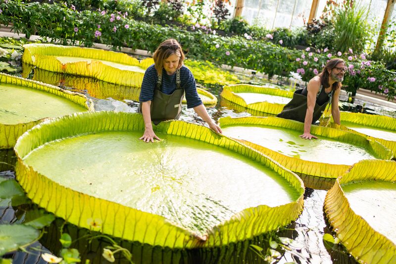 A new species of giant waterlily, Victoria boliviana, at Royal Botanic Gardens, in Kew, Richmond.