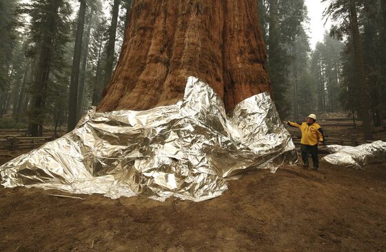 Sequoias Burn and Four Are Injured in California Wildfire