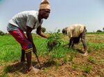 Rice farmers remove weeds on a rice field in Kano