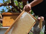 TAIWAN-LIFESTYLE-FOOD-AGRICULTURE-HONEY-BEES