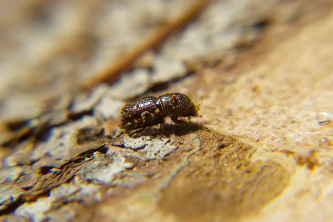 European spruce bark beetle, or Ips typographus