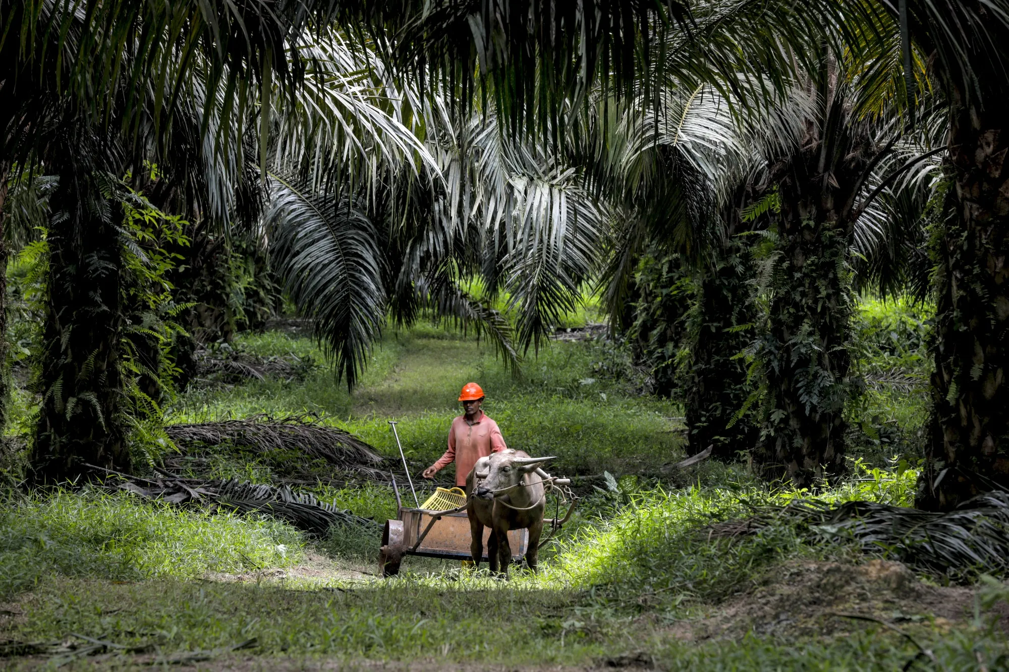 Operations at the IOI Group's Gomali Oil Mill and Palm Plantation
