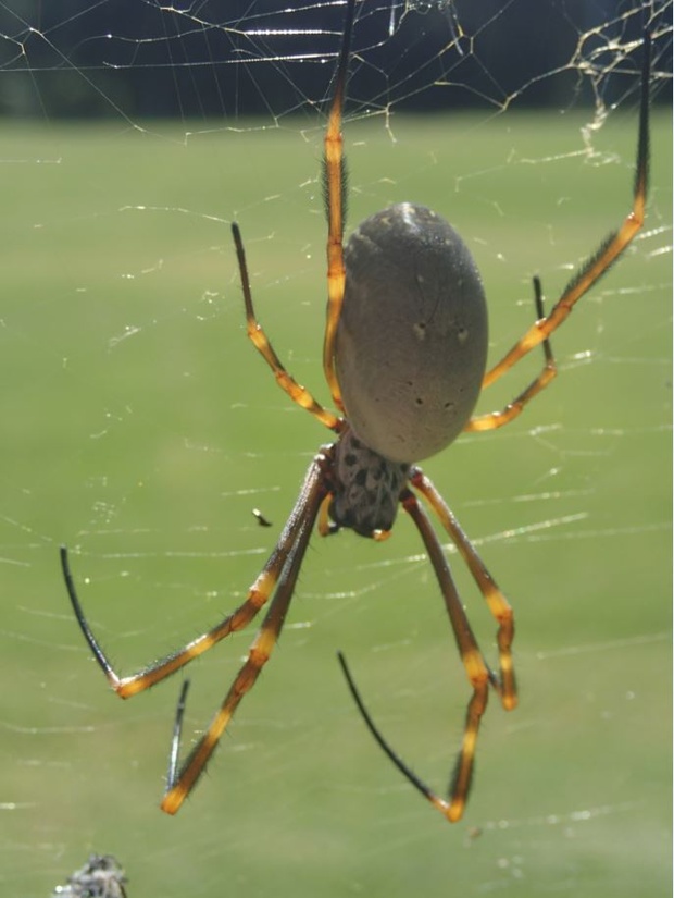 The Urban Environment Is Creating Super-Sized Spiders - Bloomberg