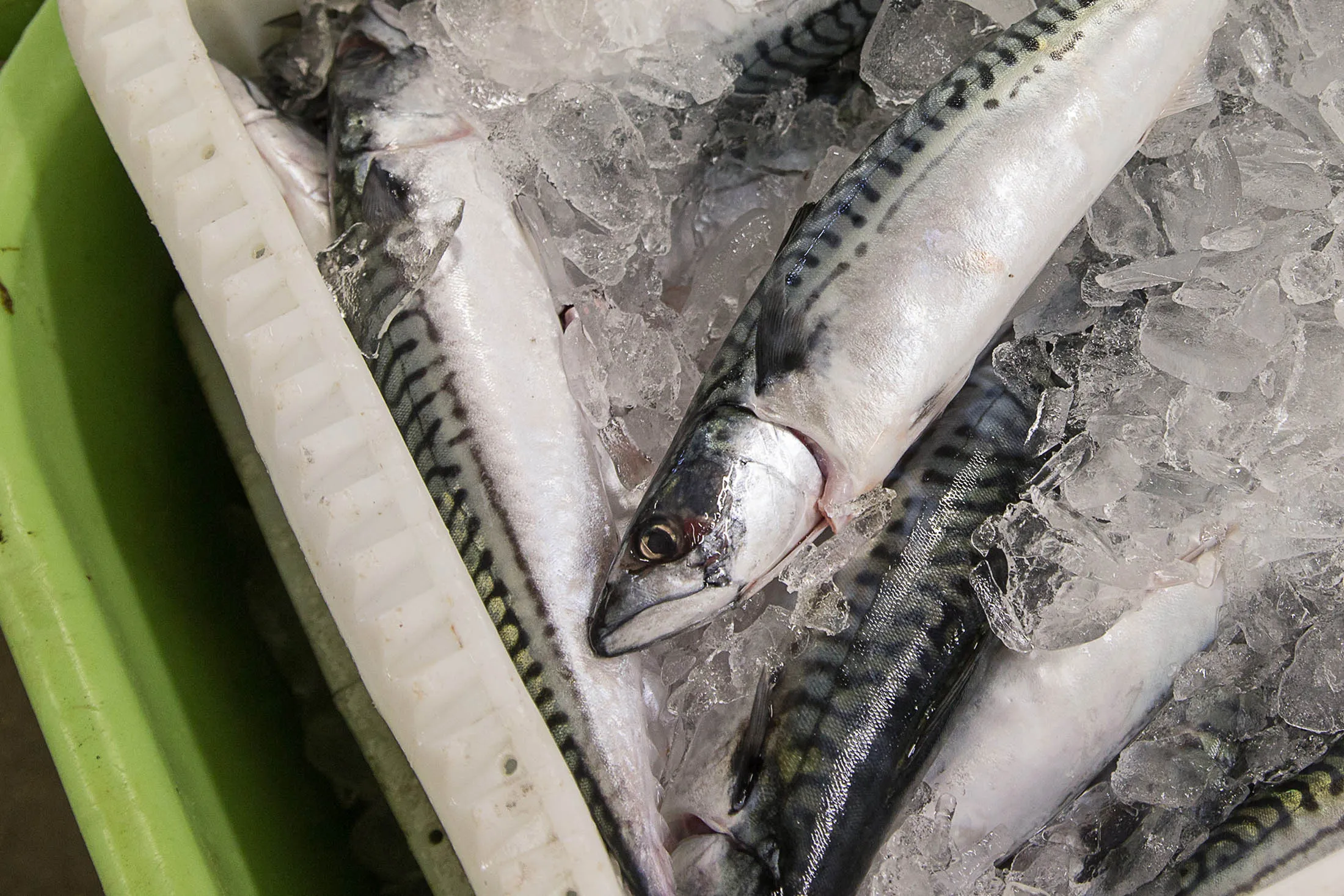 1475468272_iceland fish
