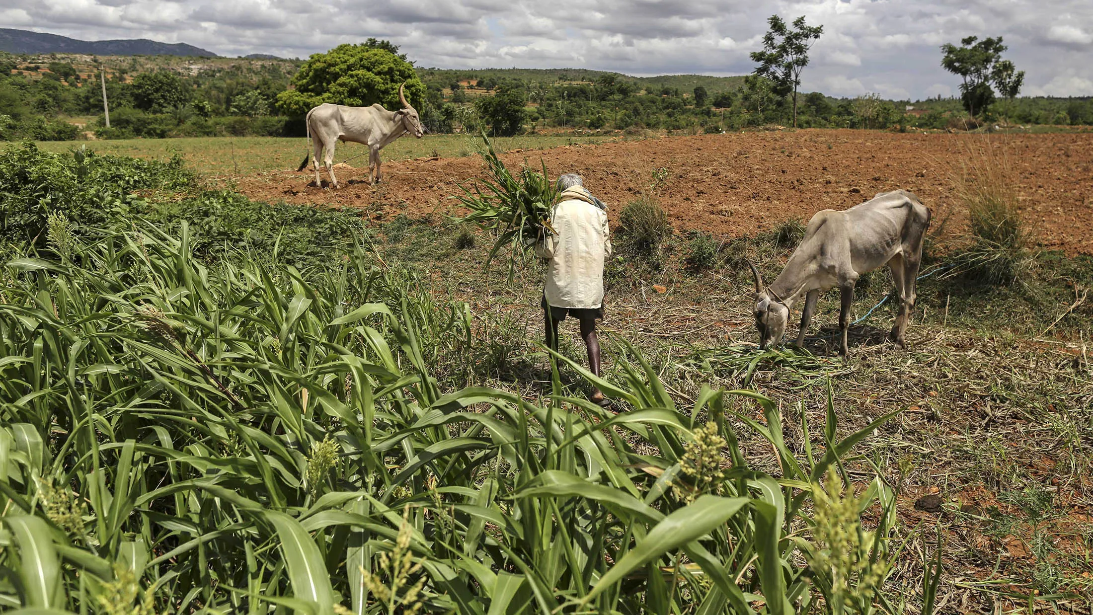 A farmer works in a millet field while cattle graze nearby on the outskirts of Bengaluru, India, on Friday, June 9, 2017. Millets were a staple in India for thousands of years, but largely spurned since a so-called Green Revolution last century led to cheaper, more abundant supplies of refined rice and wheat flour that can bolster blood-sugar. Now a surge in type-2 diabetes is pushing doctors and government officials to recommend a return to wholegrains, like “ragi” or finger millet, that healthfully sustained previous generations.
