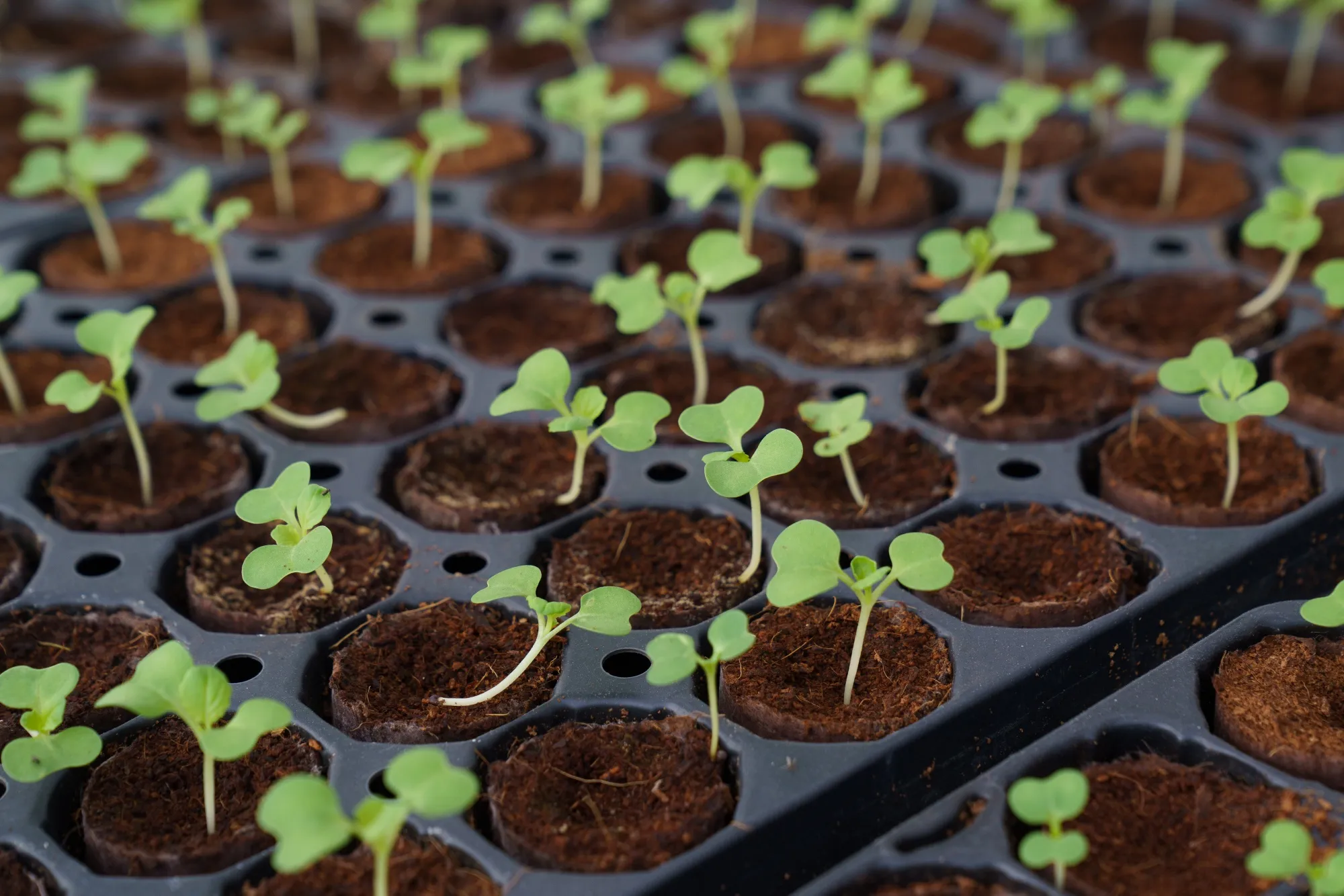 Seed capital. Does Singapore need to grow more of its own food?