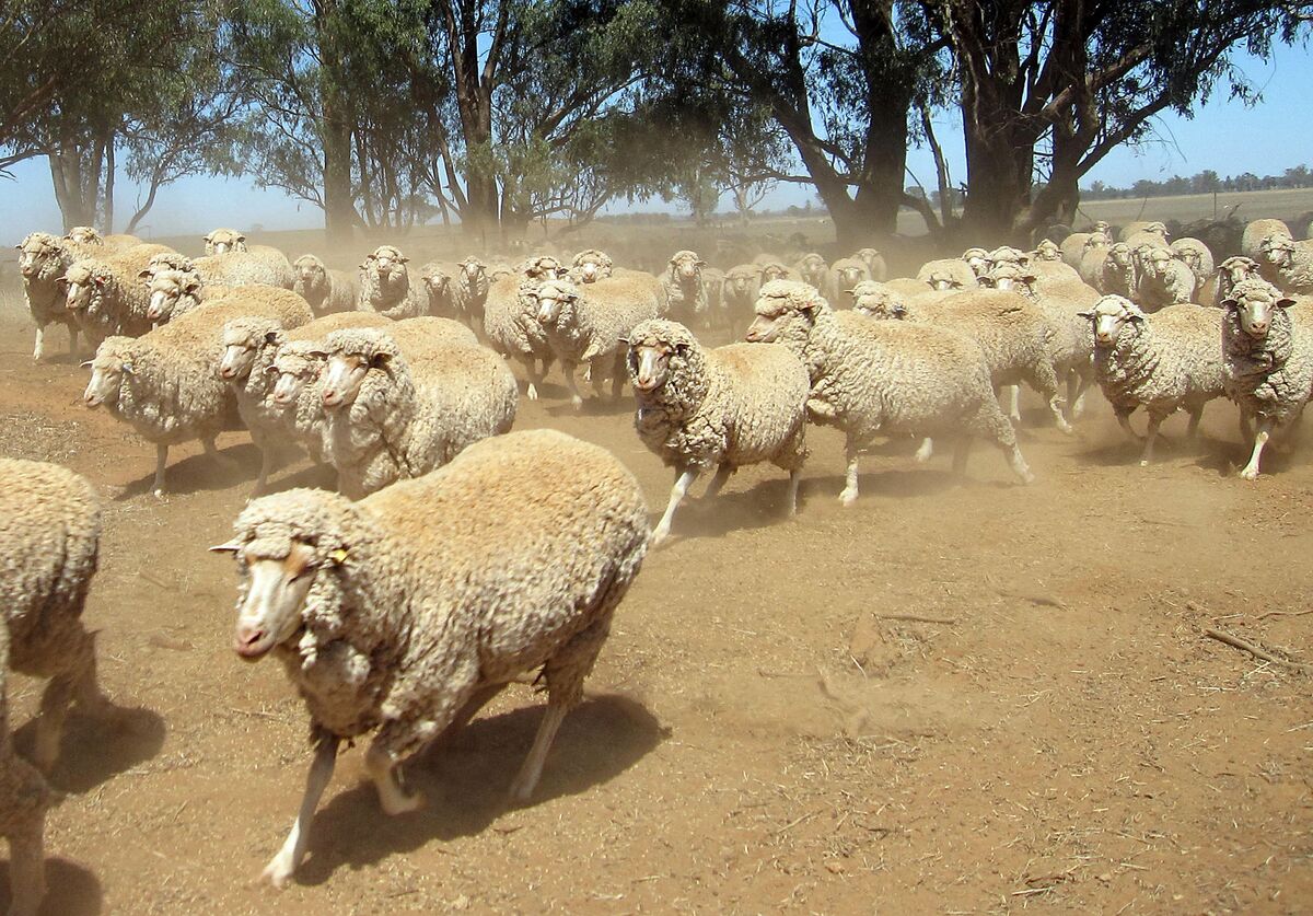 Animals co. Овца с головой свиньи Австралия. Australian Agricultural Company.